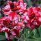 Adenium obesum  (S-381)