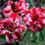 Adenium obesum  (S-381)