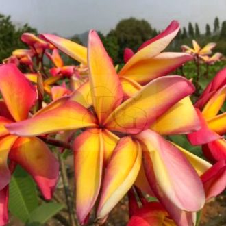 Plumeria rubra "Nui Celebration" (NUI)