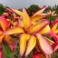 Plumeria rubra "Nui Celebration" (NUI)
