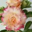 Adenium obesum "Beowuft" (7041)