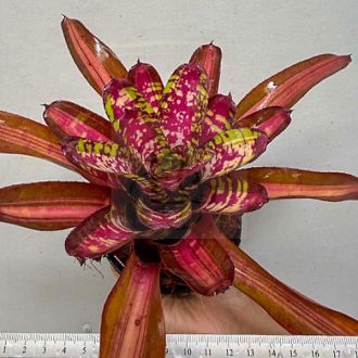 Neoregelia Sweety Ice Cream 