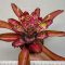 Neoregelia Sweety Ice Cream 