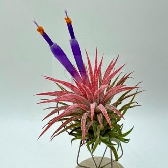 Tillandsia Ionantha Huamelula/L