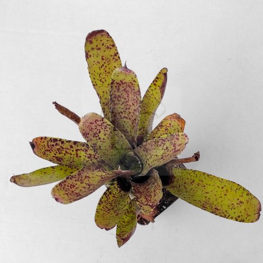 Neoregelia Labare 