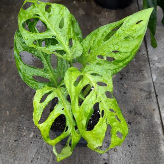 Monstera adansonii