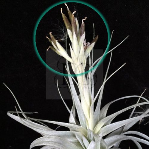 Tillandsia Gardneri magokkal