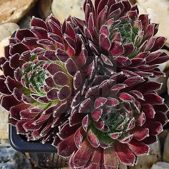 Sempervivum sp.67-Kövirózsa