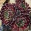 Sempervivum sp.67-Kövirózsa
