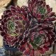 Sempervivum sp.07