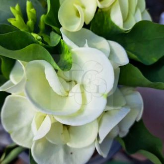 Euphorbia milii "Kaw Phet Mar Nee" (A41)