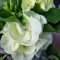 Euphorbia milii "Kaw Phet Mar Nee" (A41)