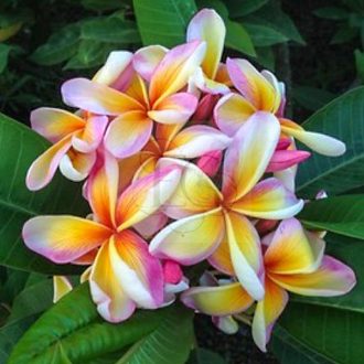 Plumeria rubra "Imperial Crown" 
