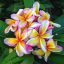 Plumeria rubra "Imperial Crown" 