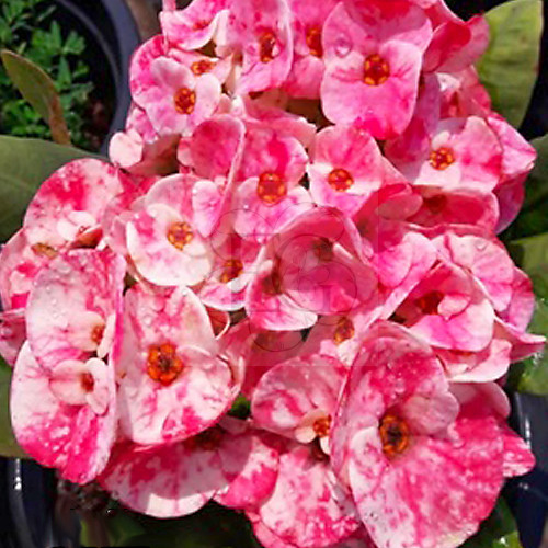 Euphorbia milii "Lulo Rose" (40)