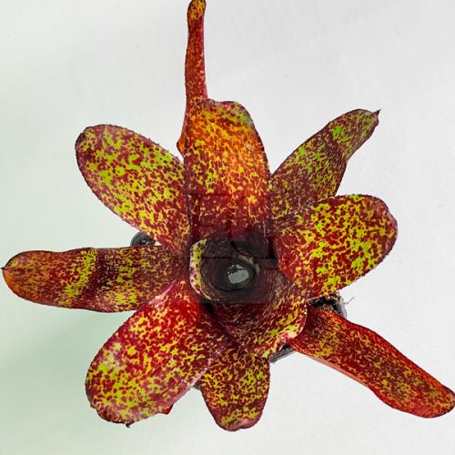 Neoregelia PHITS/S