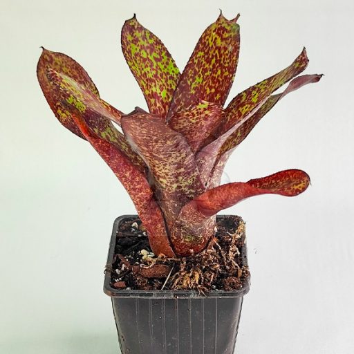 Neoregelia PHITS/S