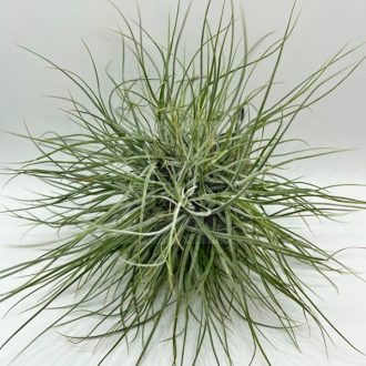 Tillandsia Schiedeana Pulk 