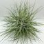 Tillandsia Schiedeana Pulk 