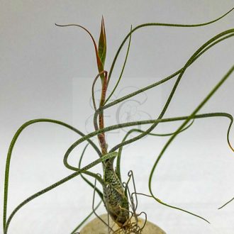 Tillandsia Butzii/S
