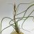 Tillandsia Butzii/S
