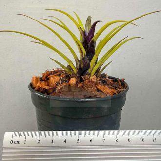 Aechmea Recurvata Benrathii 