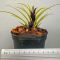 Aechmea Recurvata Benrathii 