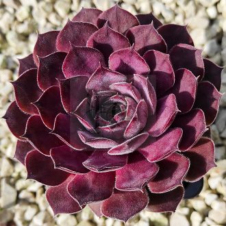 Sempervivum sp.16-Kövirózsa