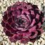 Sempervivum sp.16-Kövirózsa