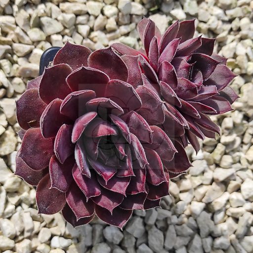 Sempervivum sp.16-Kövirózsa