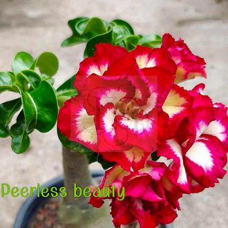 Adenium obesum Mini "Perless Beauty" (15)