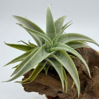 Tillandsia Edithae/S