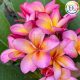 Plumeria rubra "Duangruetai"