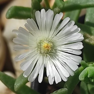 Delosperma Hardy White