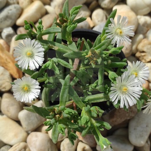 Delosperma Hardy White