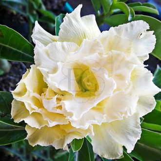 Adenium obesum "King Custard" (S)