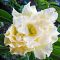 Adenium obesum "King Custard" (S)