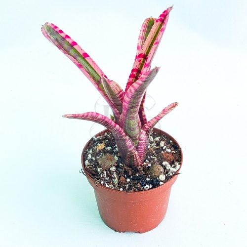 Neoregelia White Hot Ember