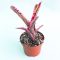 Neoregelia White Hot Ember