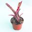 Neoregelia White Hot Ember
