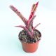 Neoregelia White Hot Ember