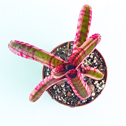 Neoregelia White Hot Ember