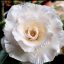 Adenium obesum "White Snow" (S)