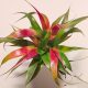 Tillandsia Samantha Tricolor 