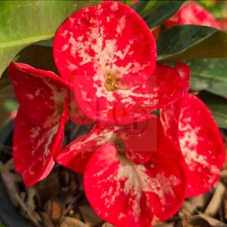 Euphorbia milii "Ban Jong Sin"