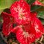 Euphorbia milii "Ban Jong Sin"