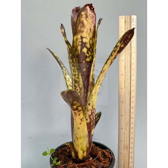 Billbergia Northern Lights 