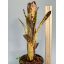 Billbergia Northern Lights 