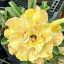 Adenium obesum "Chan Da Ra" S-méret