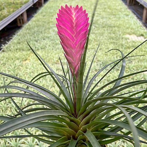 Tillandsia Cyanea Wallisia/L-cserepes-virágzó